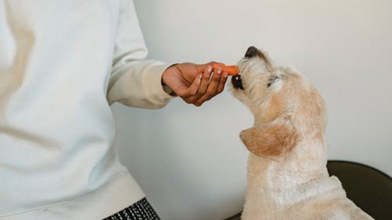 Mão dando pedaço de alimento para cachorro