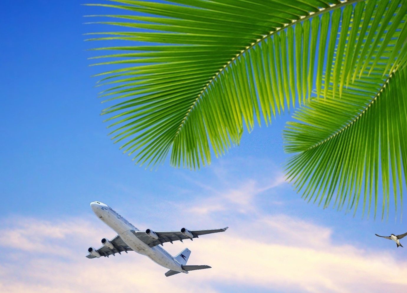 avião e palmeiras