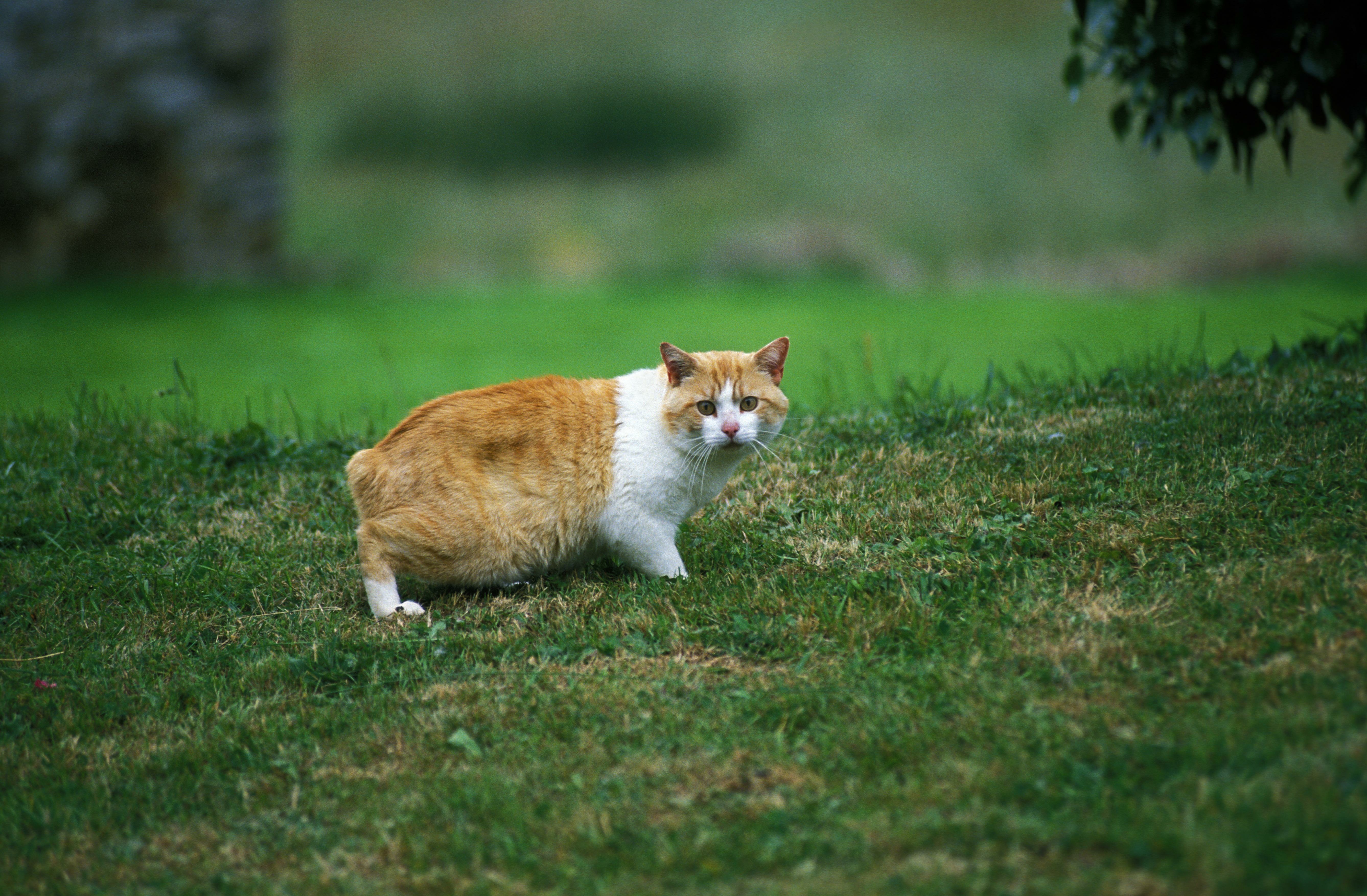 Então, qual o tamanho do gato Manês? Fonte: AdobeStock.