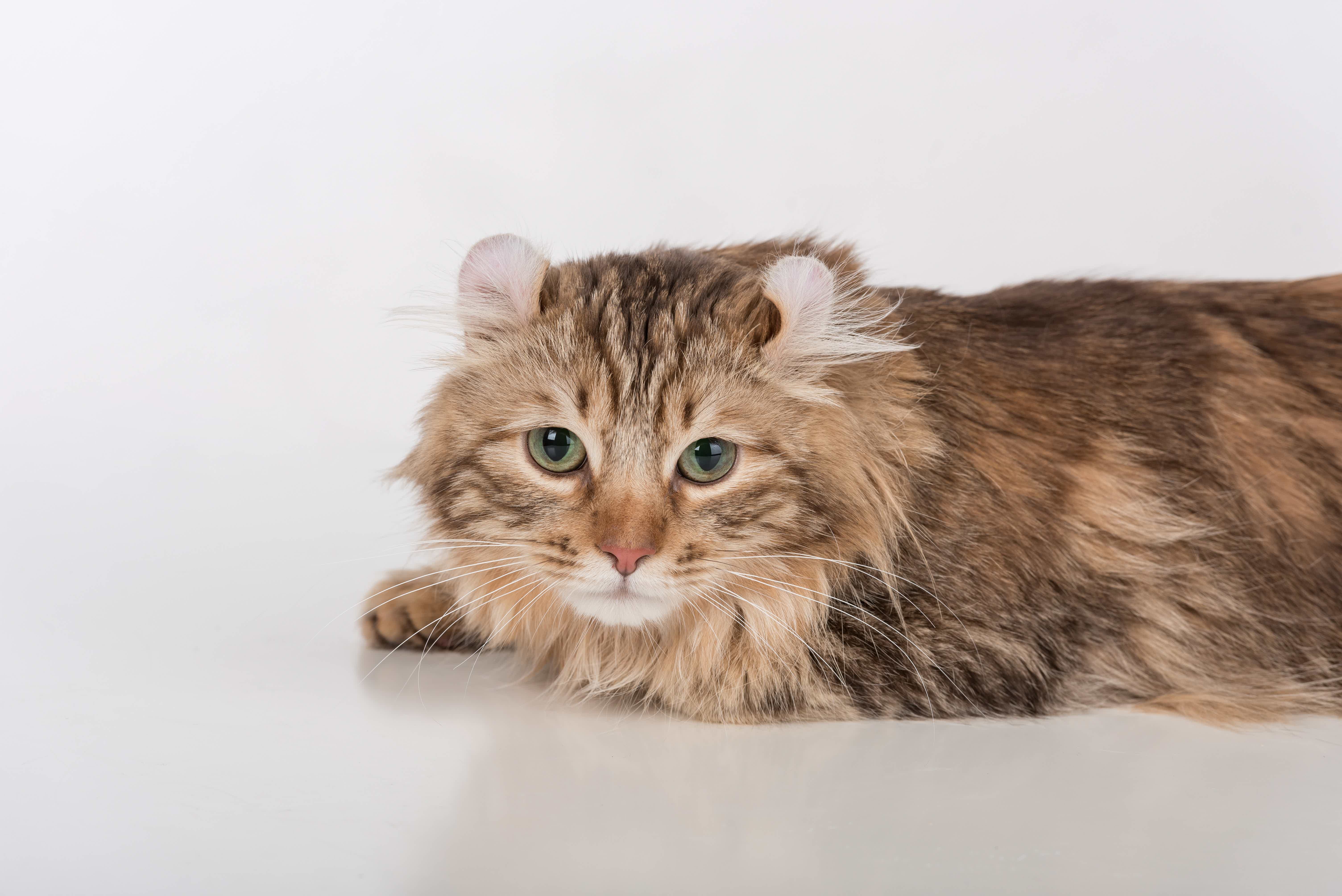 Então, qual o tamanho do gato American Curl? Fonte: AdobeStock.