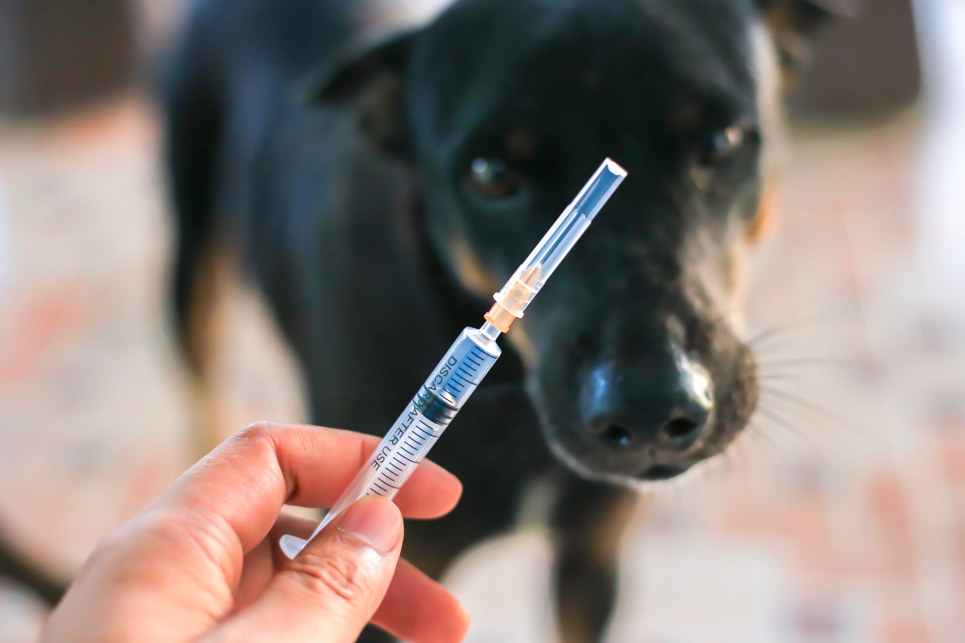 Veja como se cadastrar para vacinar seu pet contra a raiva! Fonte: AdobeStock.
