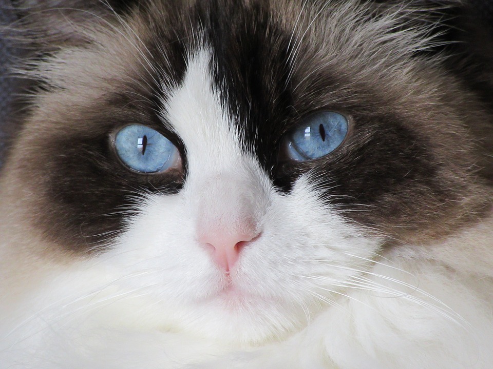 Então, você já viu o gato Ragdoll? Fonte: Pixabay.