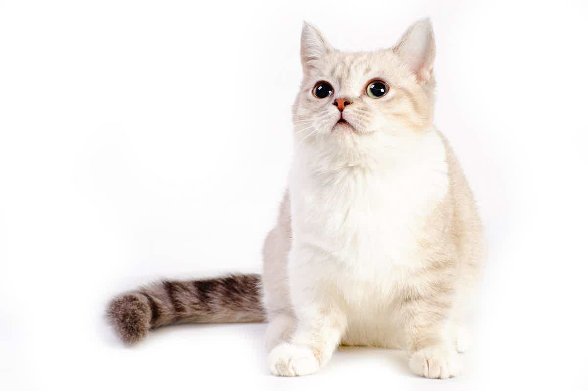 O gato anão apresenta uma mutação genética. Fonte: AdobeStock.