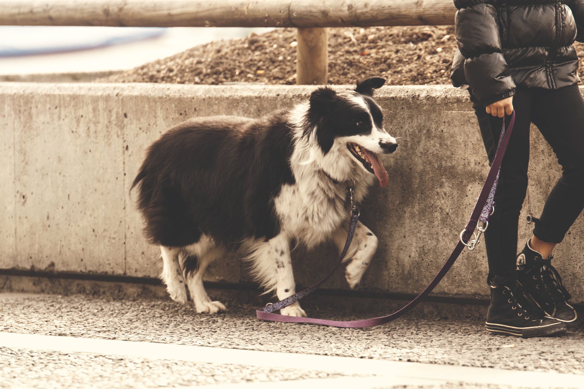 Mas, afinal, você sabe exatamente o que faz um passeador de cachorro? Fonte: Pexels.