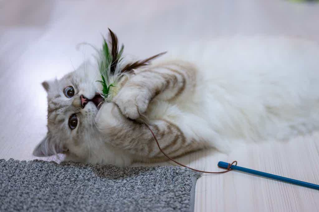 Brinquedos ajudam o gato a não se entediar e, assim, a não atacar a ave. Fonte: Unsplash.