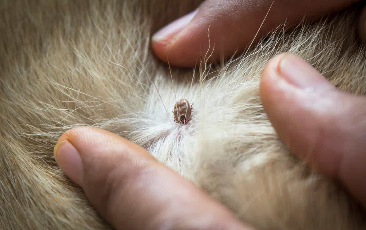 O parasita pode ser visto no pelo do seu animal. Fonte: AdobeStock.