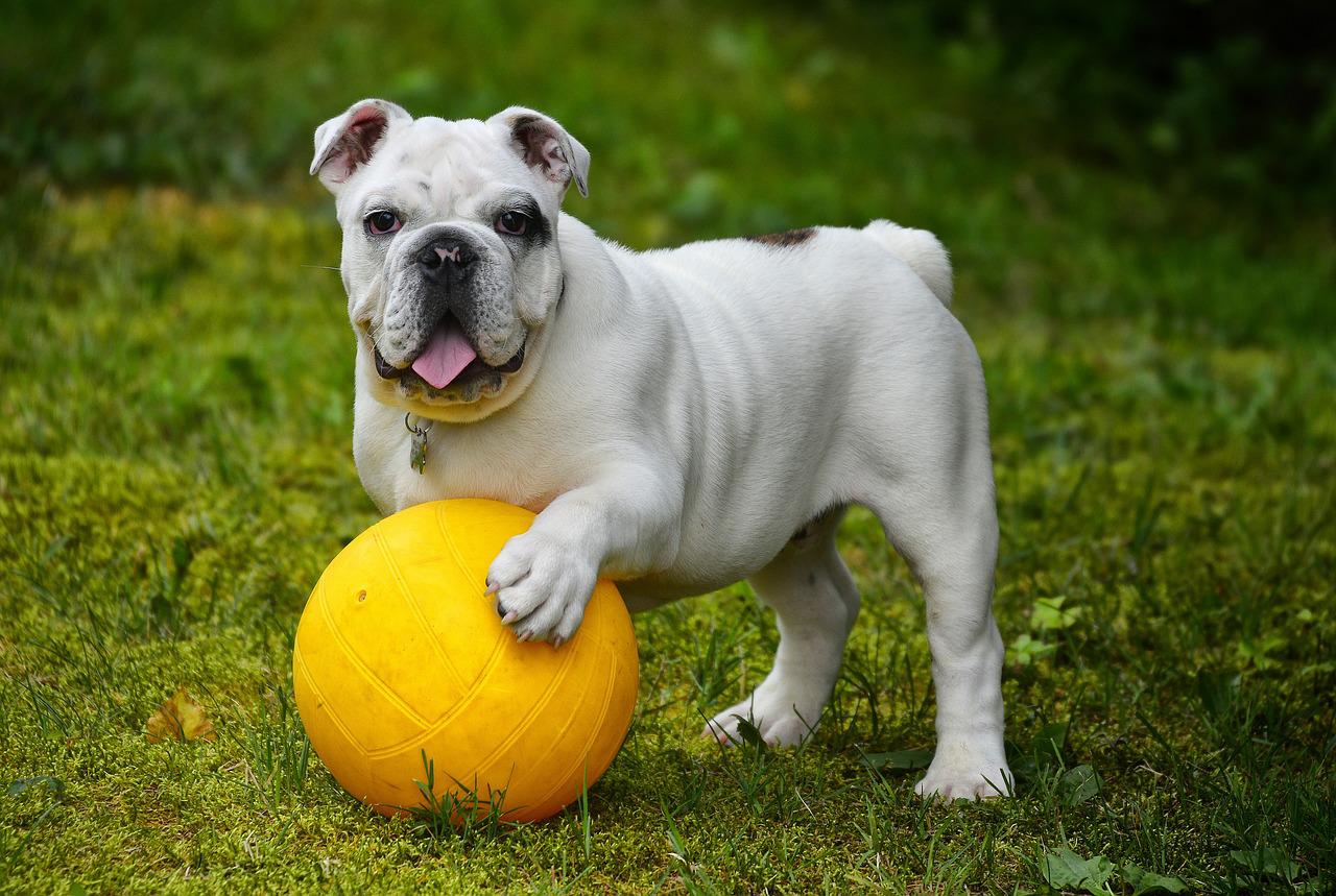 cachorro Bulldog brincando com bola