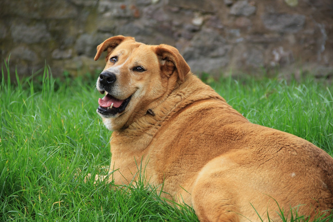 Mas, afinal, o que é um cão obeso? Fonte: Pixabay.