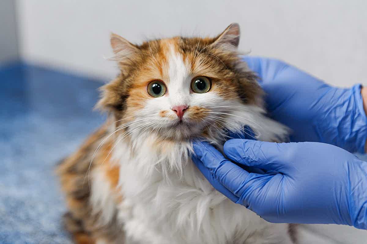 Por conta dos parasitas, às vezes é necessário levar o animal ao veterinário. Fonte: AdobeStock.