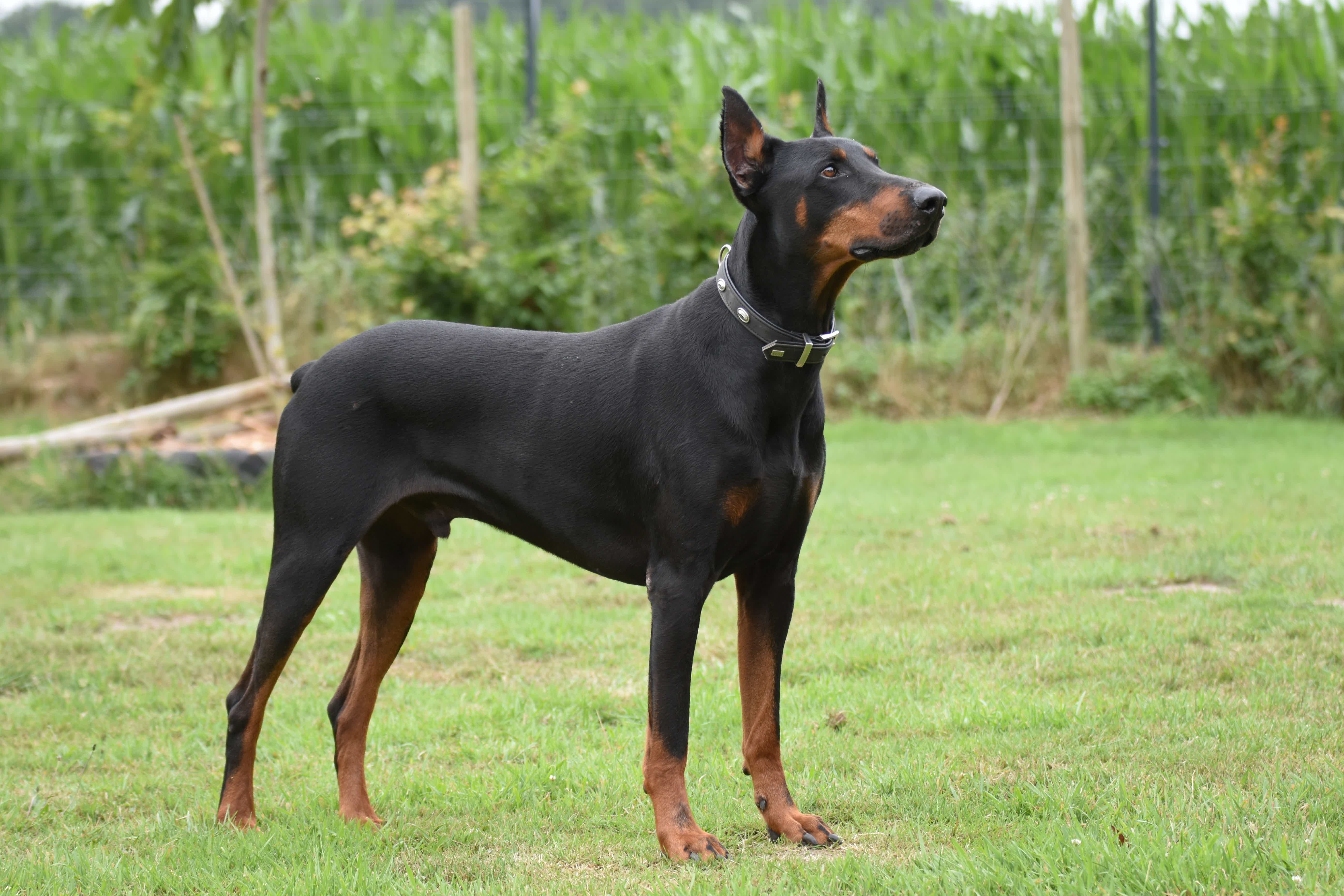 Cachorro Doberman: descubra aqui tudo sobre a raça