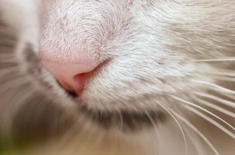 Quais os sintomas de alergia alimentar nos gatos?