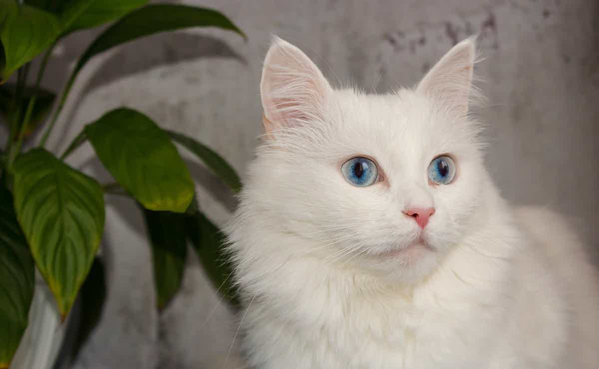 Quanto custa um gato Angorá? Fonte: Adobe Stock. 