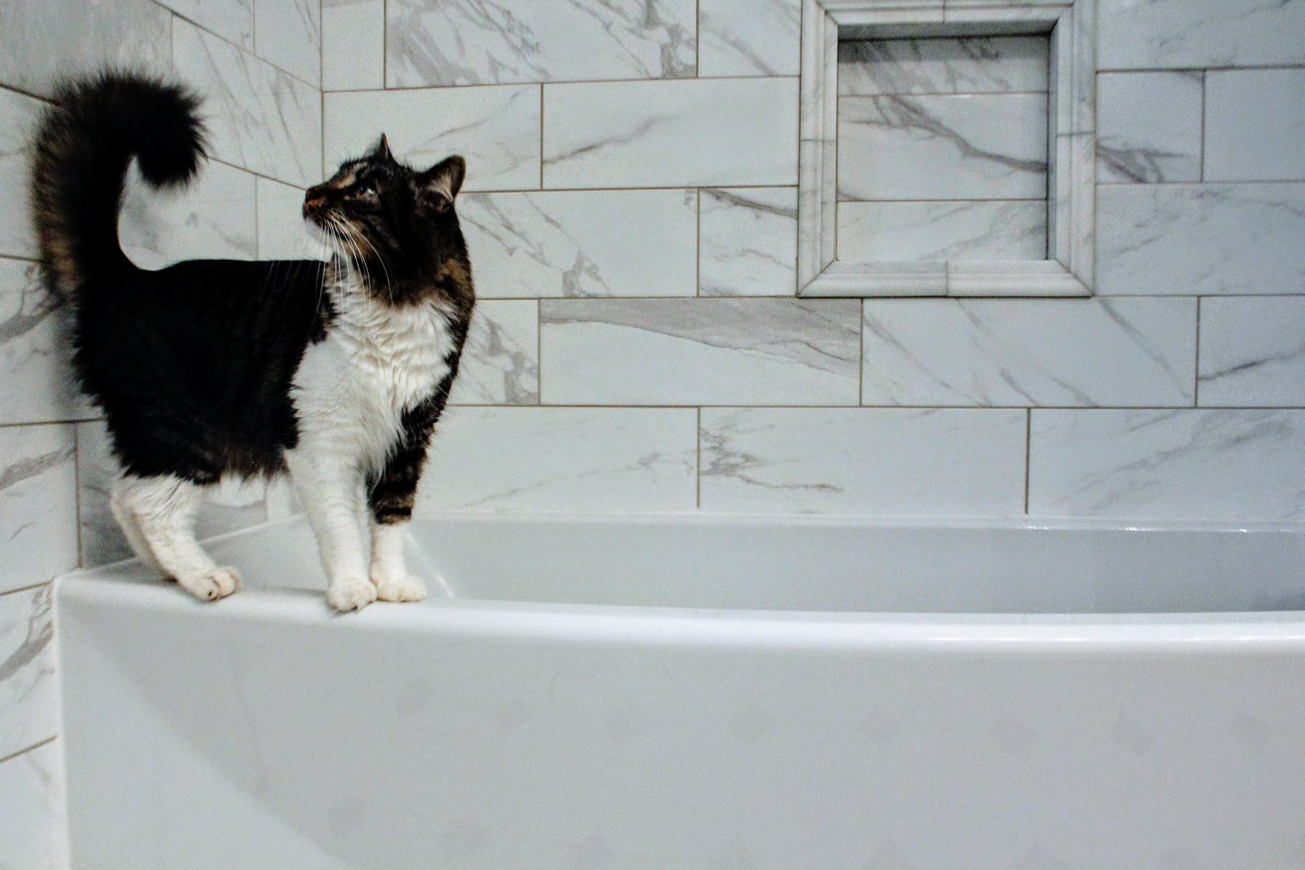 Mas, afinal, como cuidar da higiene felina? Fonte: Pexels.