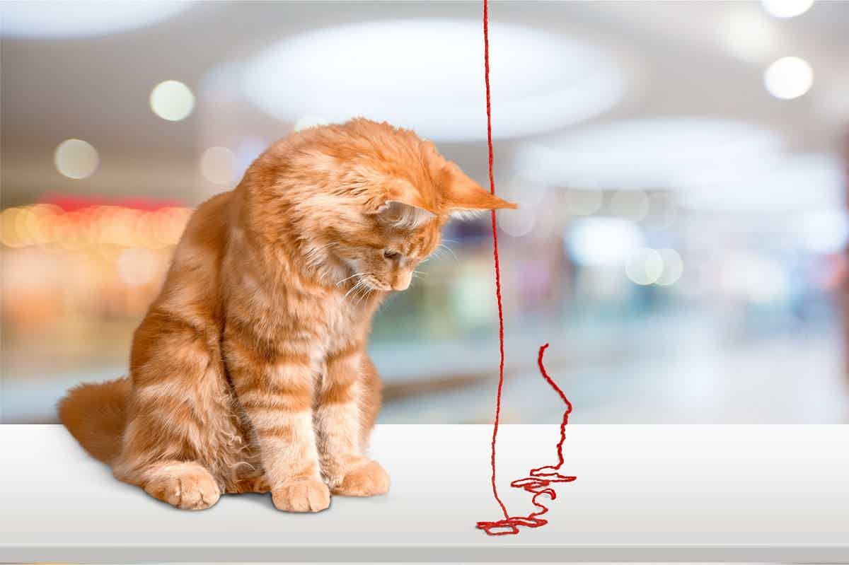 Como criar um gato Angorá? Fonte: Adobe Stock. 