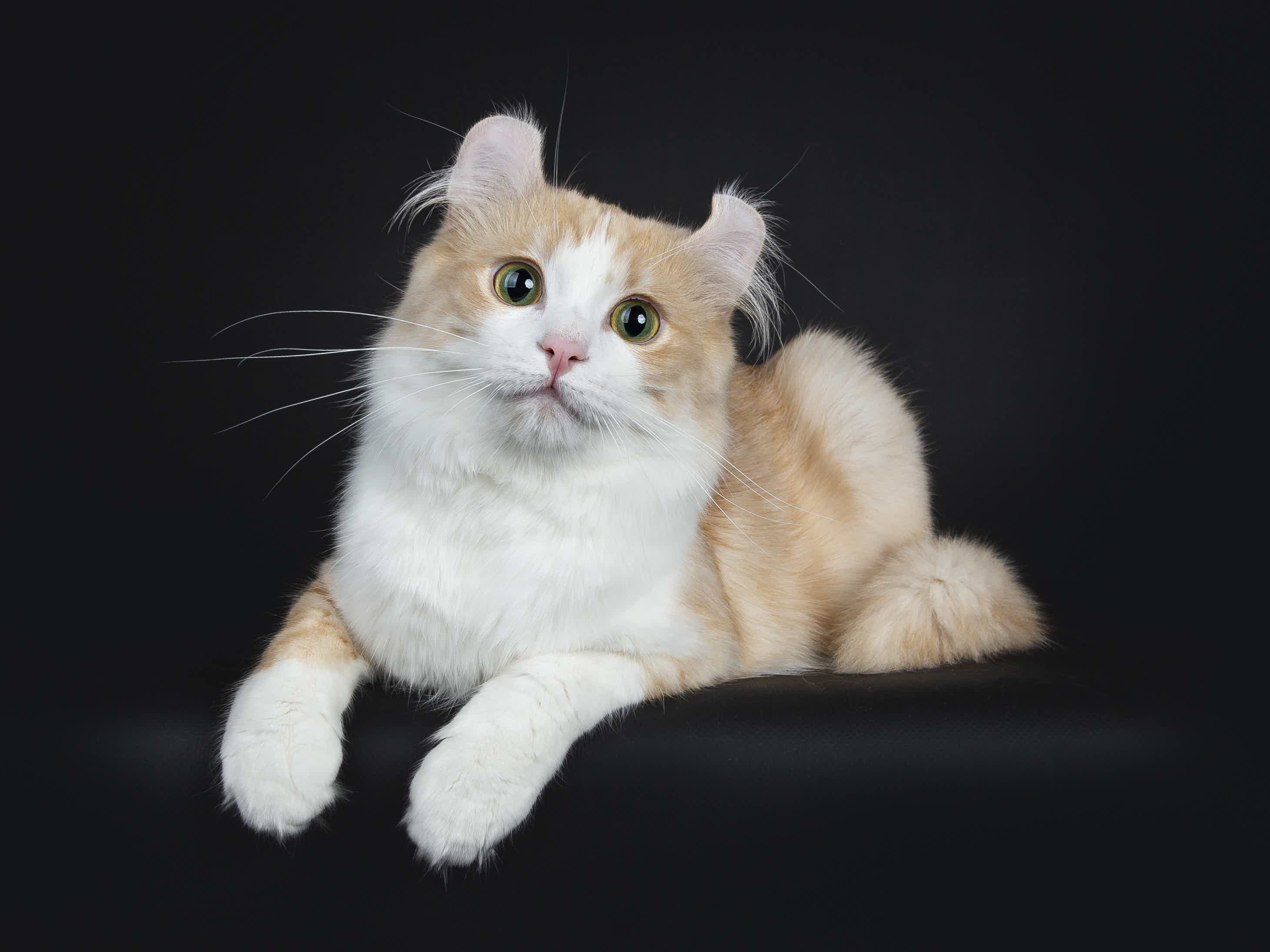 Conheça a raça de gato American Curl. Fonte: AdobeStock.