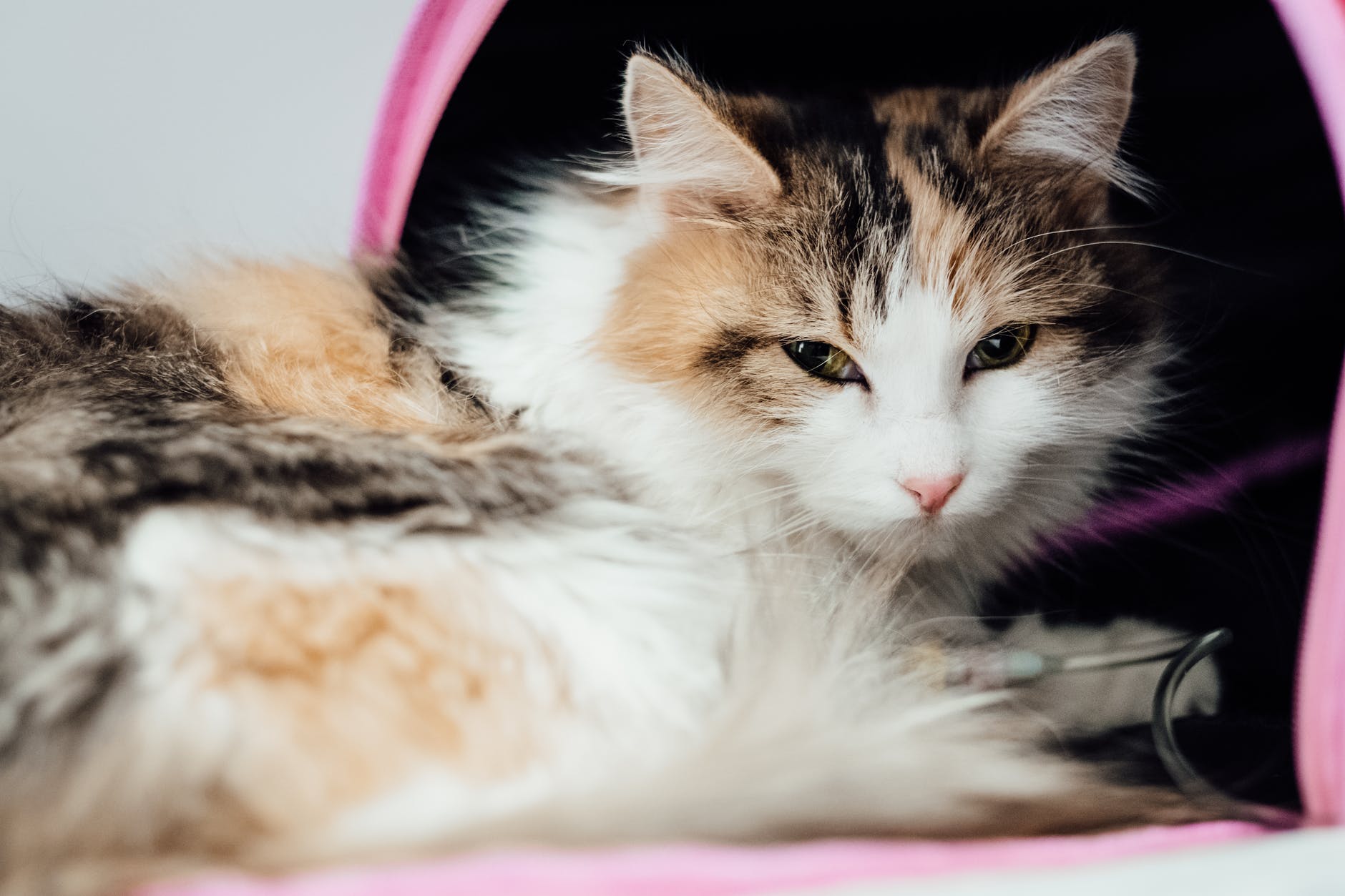 Veja como cuidar de gatos portadores de deficiência. Fonte: Pexels.