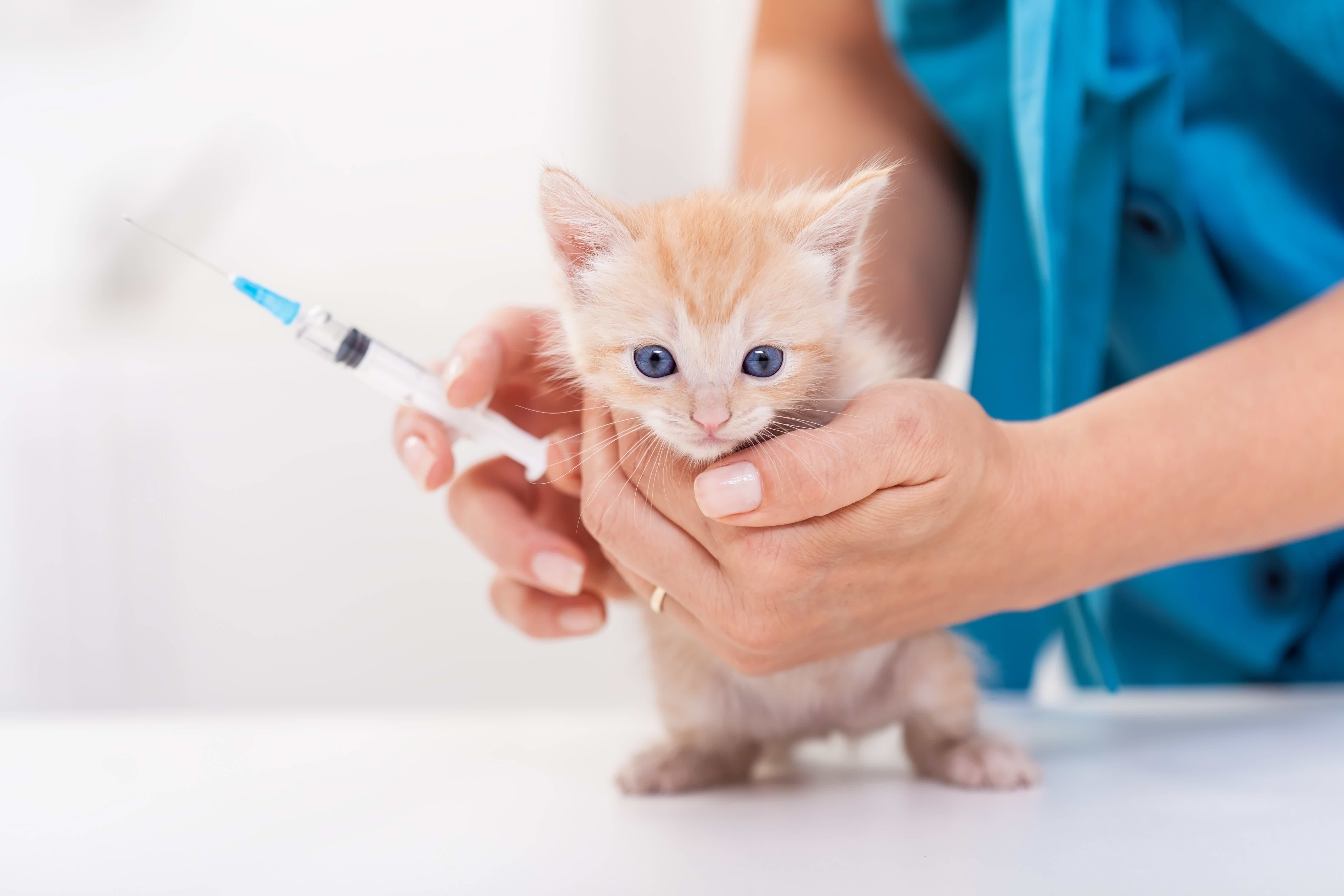 Mas, por que as vacinas são tão importantes para os felinos? Fonte: AdobeStock.