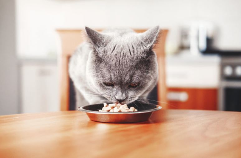 Descubra a importância dos tipos de alimento na dieta felina
