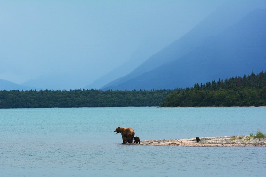 bear-family-and-blue-landscape