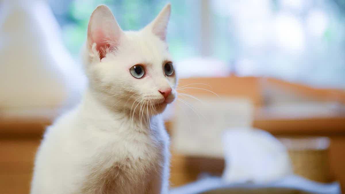 Homenageie o seu gato branco com o nome de uma gostosura! Fonte: Pexels.