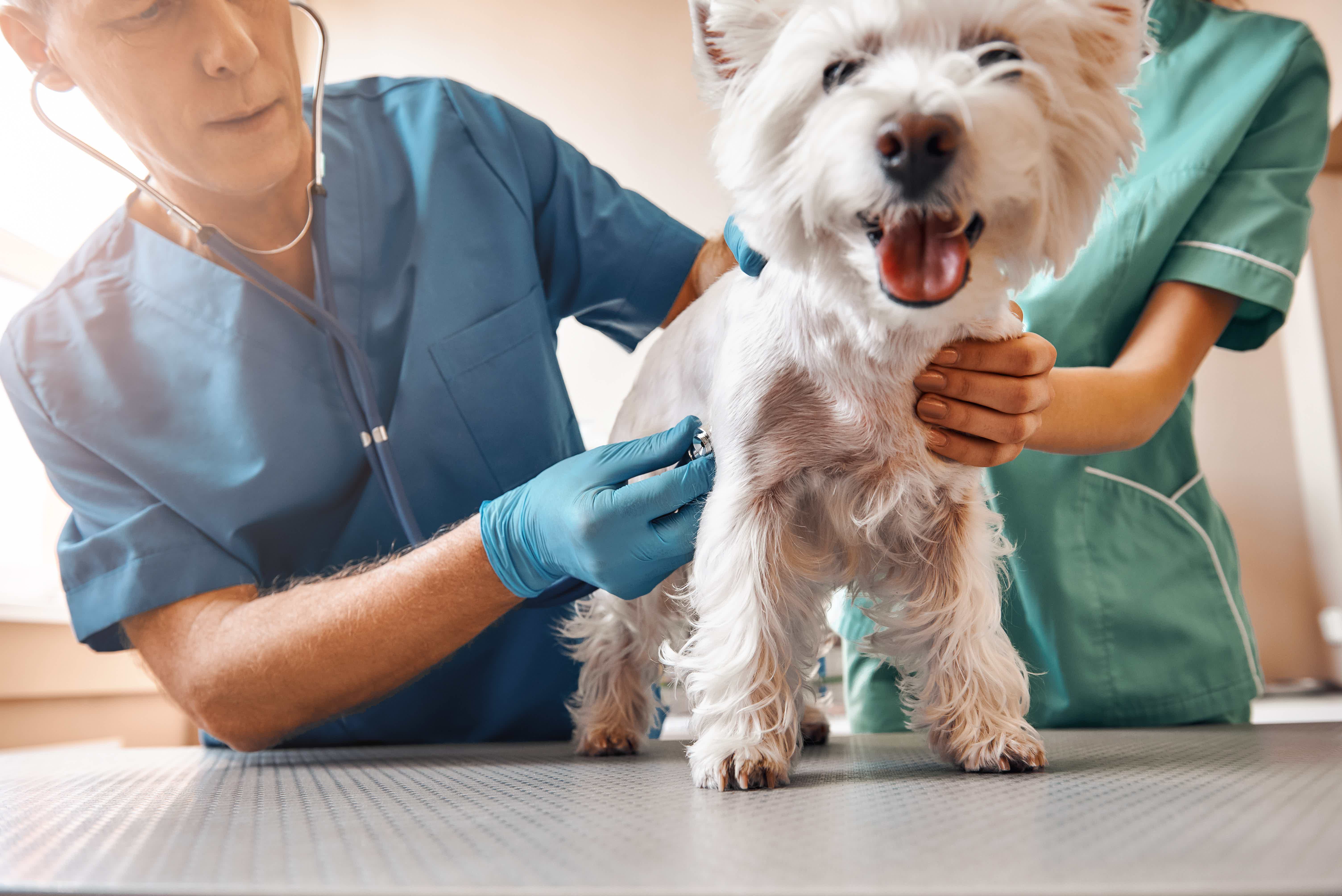 Cachorro sendo examinado por veterinários