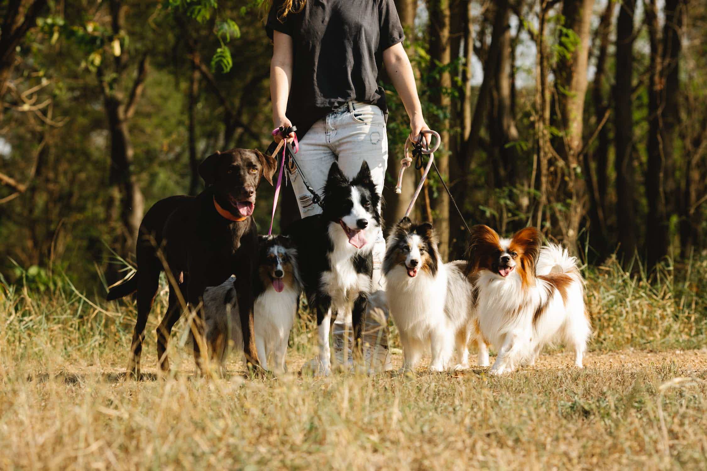 Cachorros na coleira