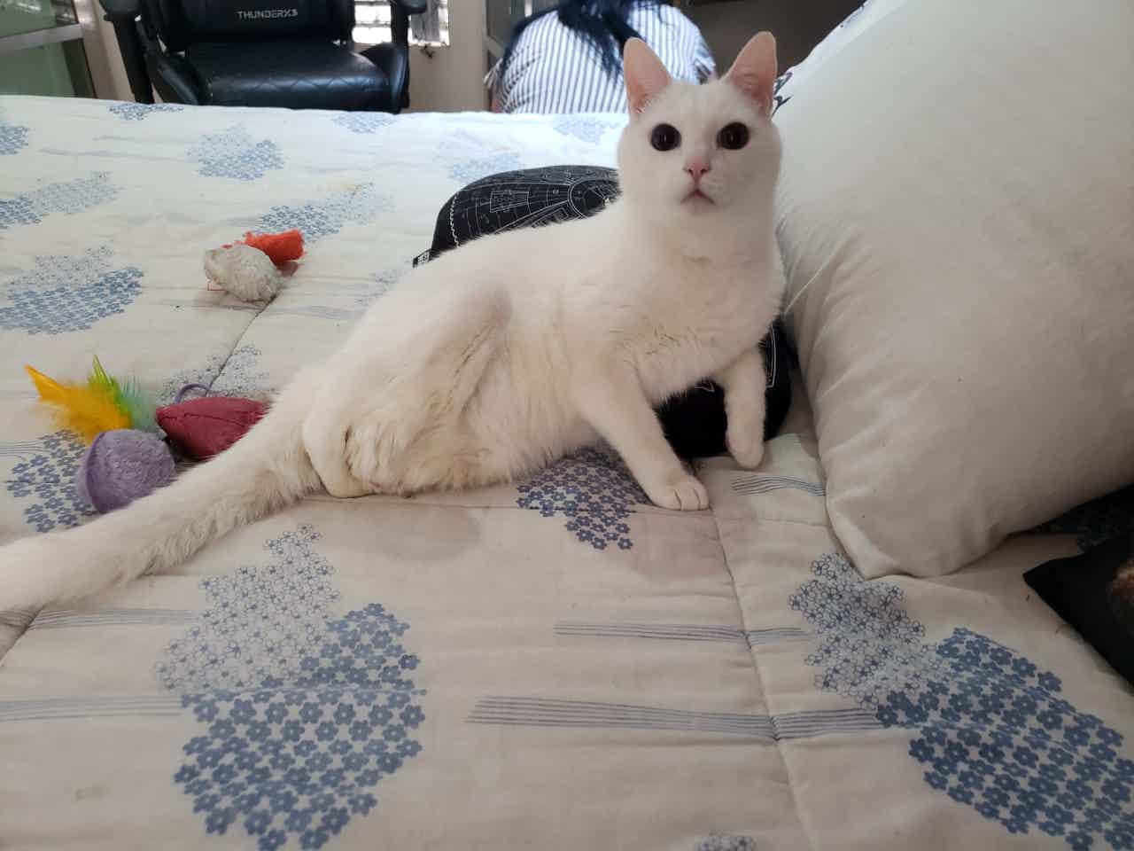 Quantas raças de gatos existem? Veja aqui! - Senhor Gato