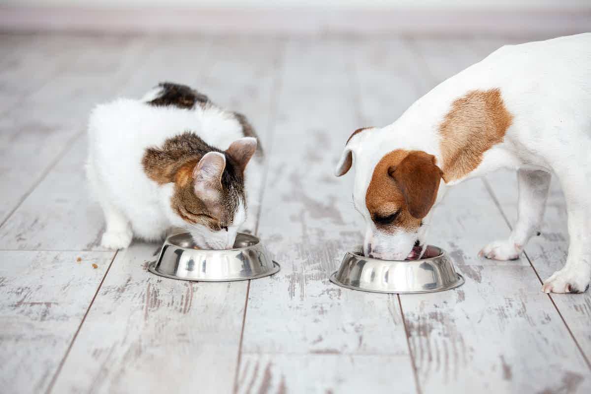 Numa dieta felina devem ser evitados chocolates, leite e derivados. Fonte: Adobe Stock.