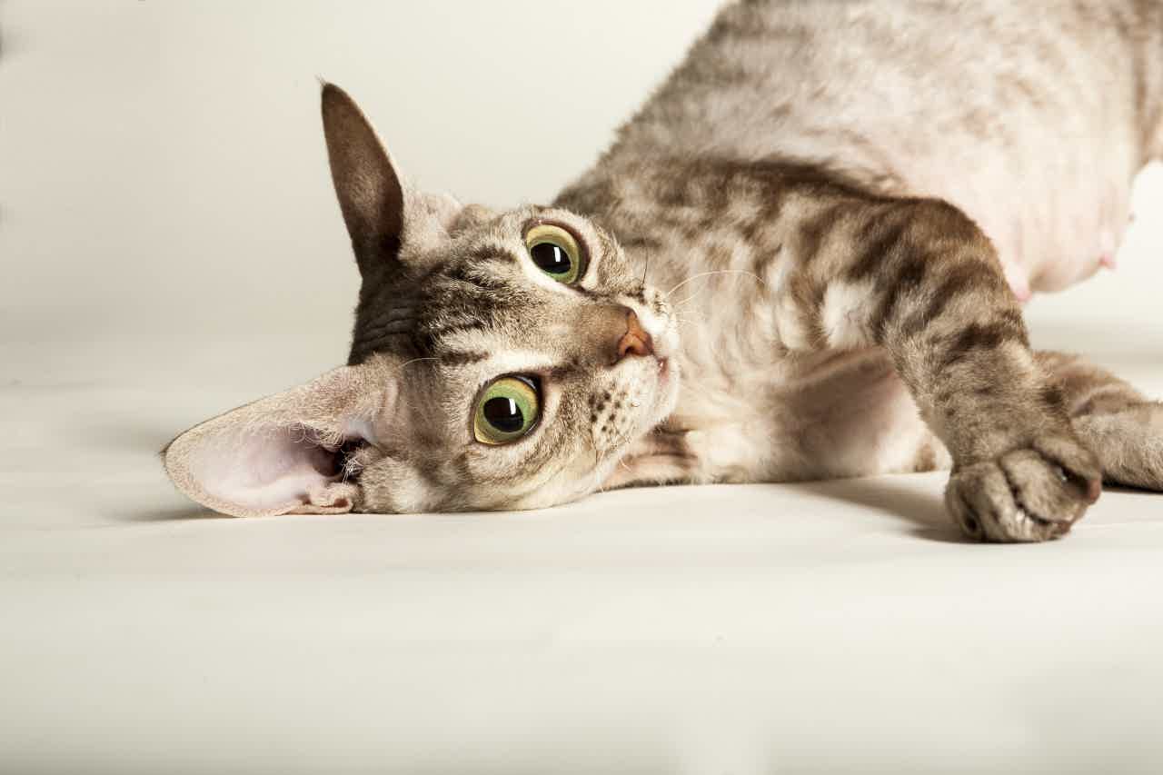 Então, qual o gato Devon Rex? Fonte: Adobe Stock.