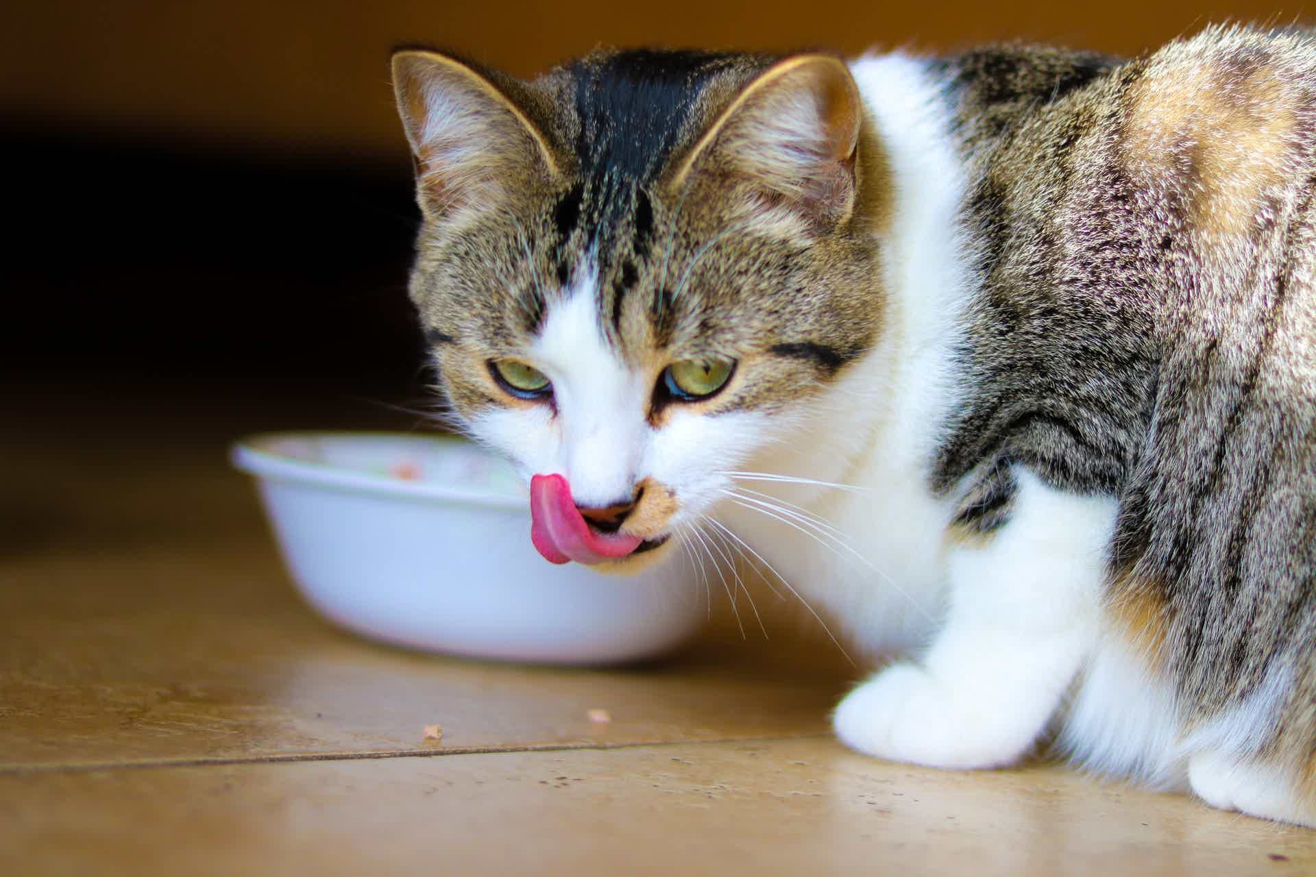 Gato com fome excessiva