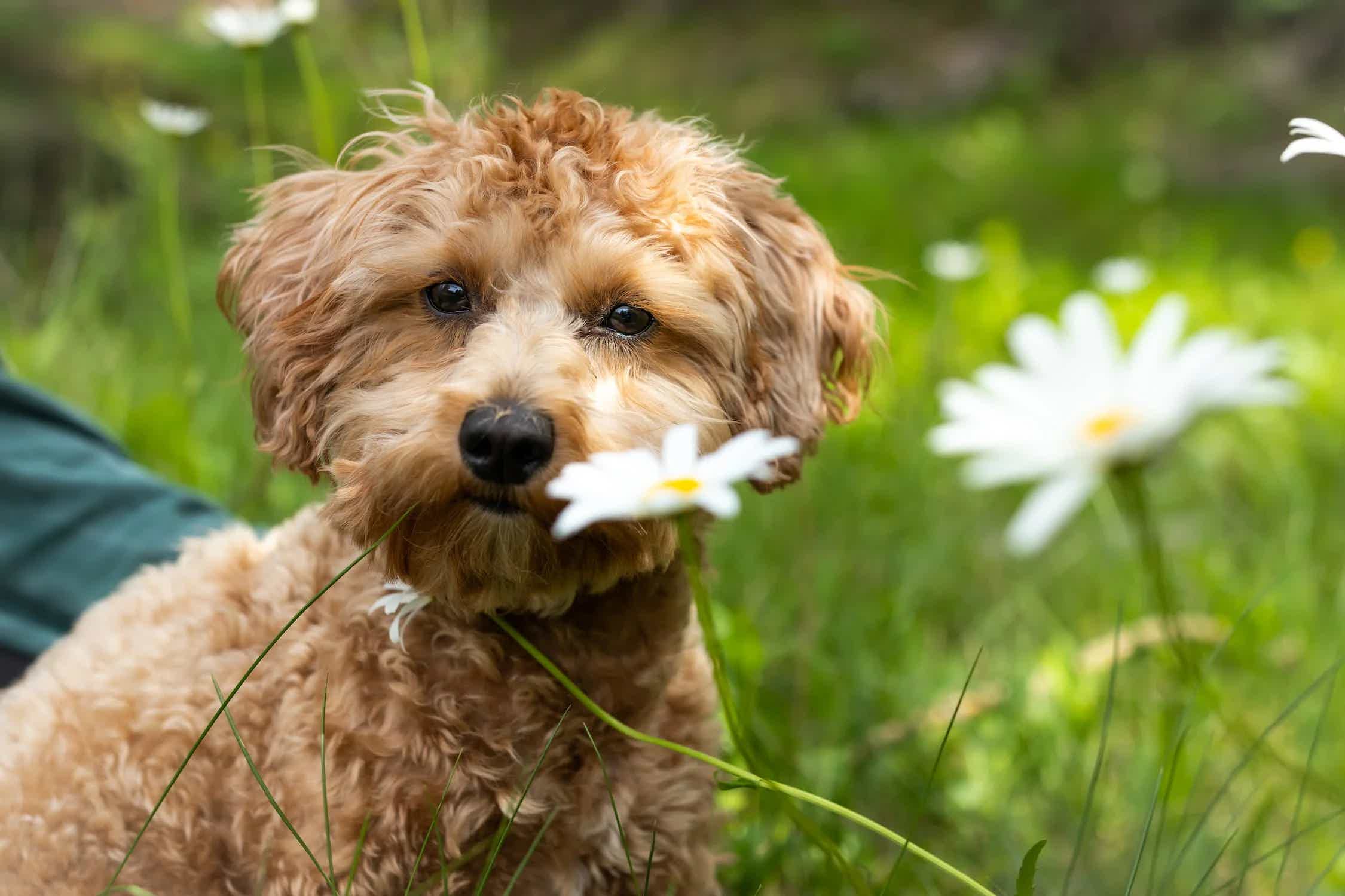 Poodle no campo de flores