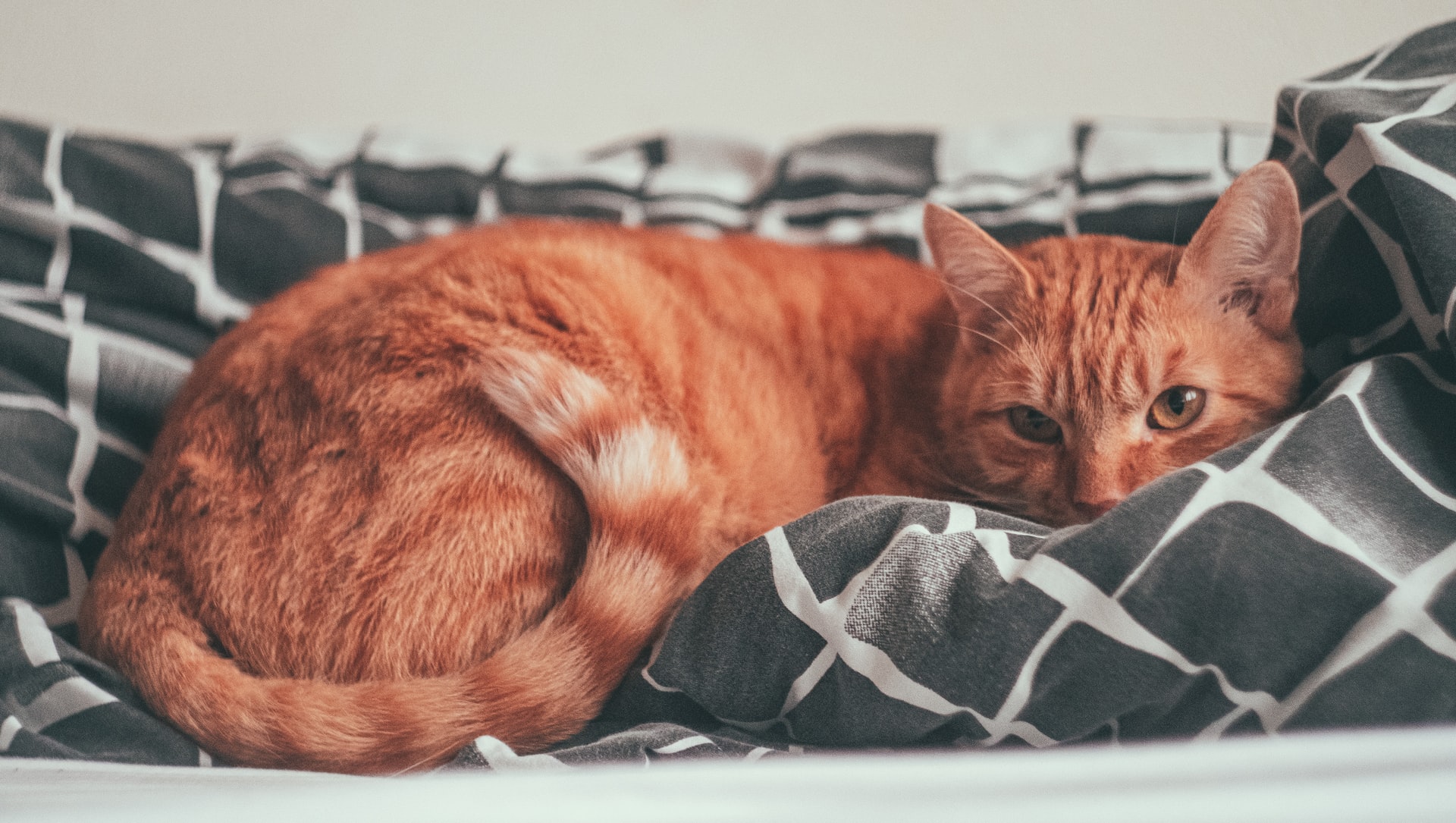 Qual o sintoma de leptospirose em gato?