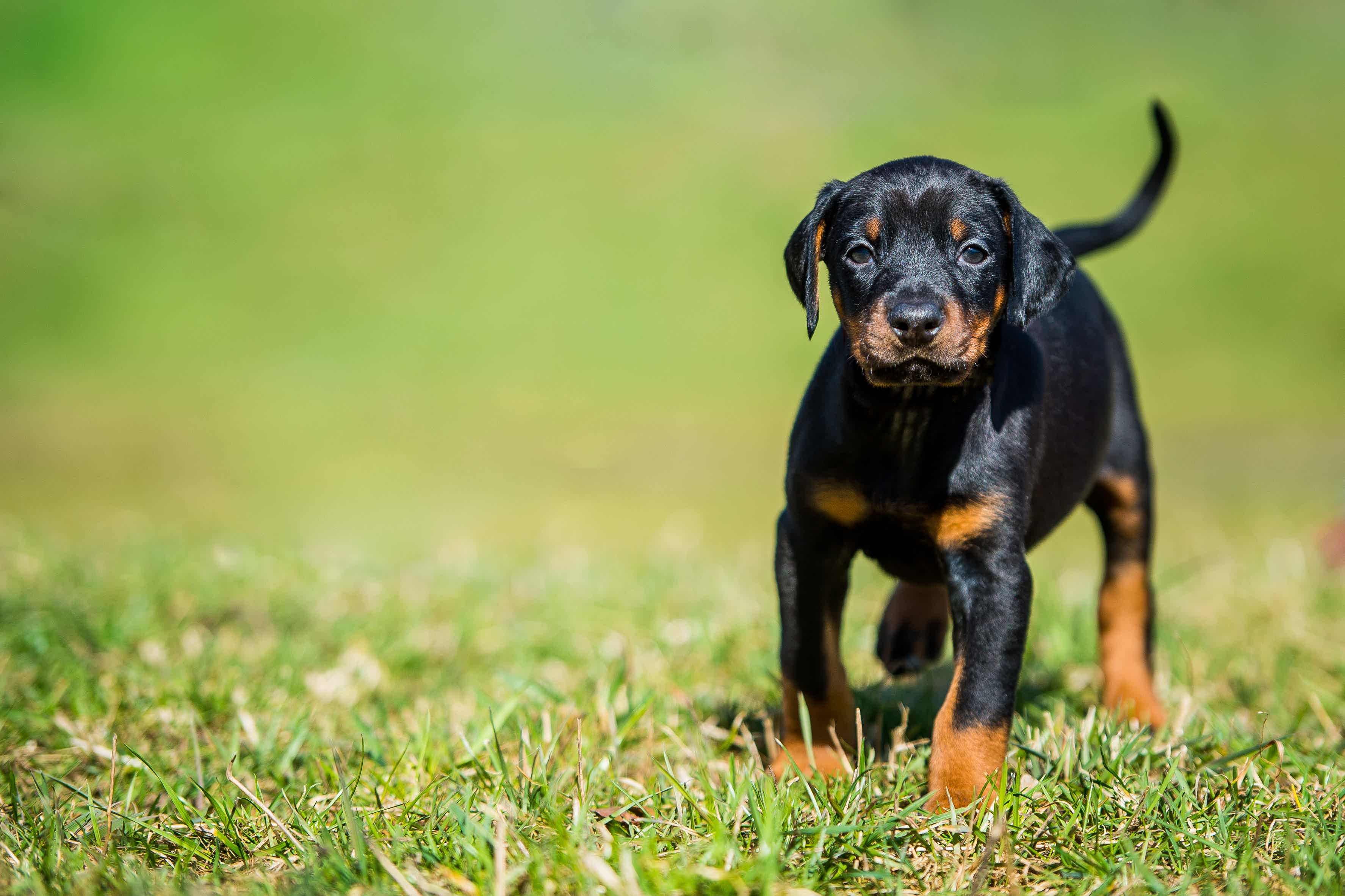 Afinal, qual o valor do filhote? Fonte: AdobeStock.