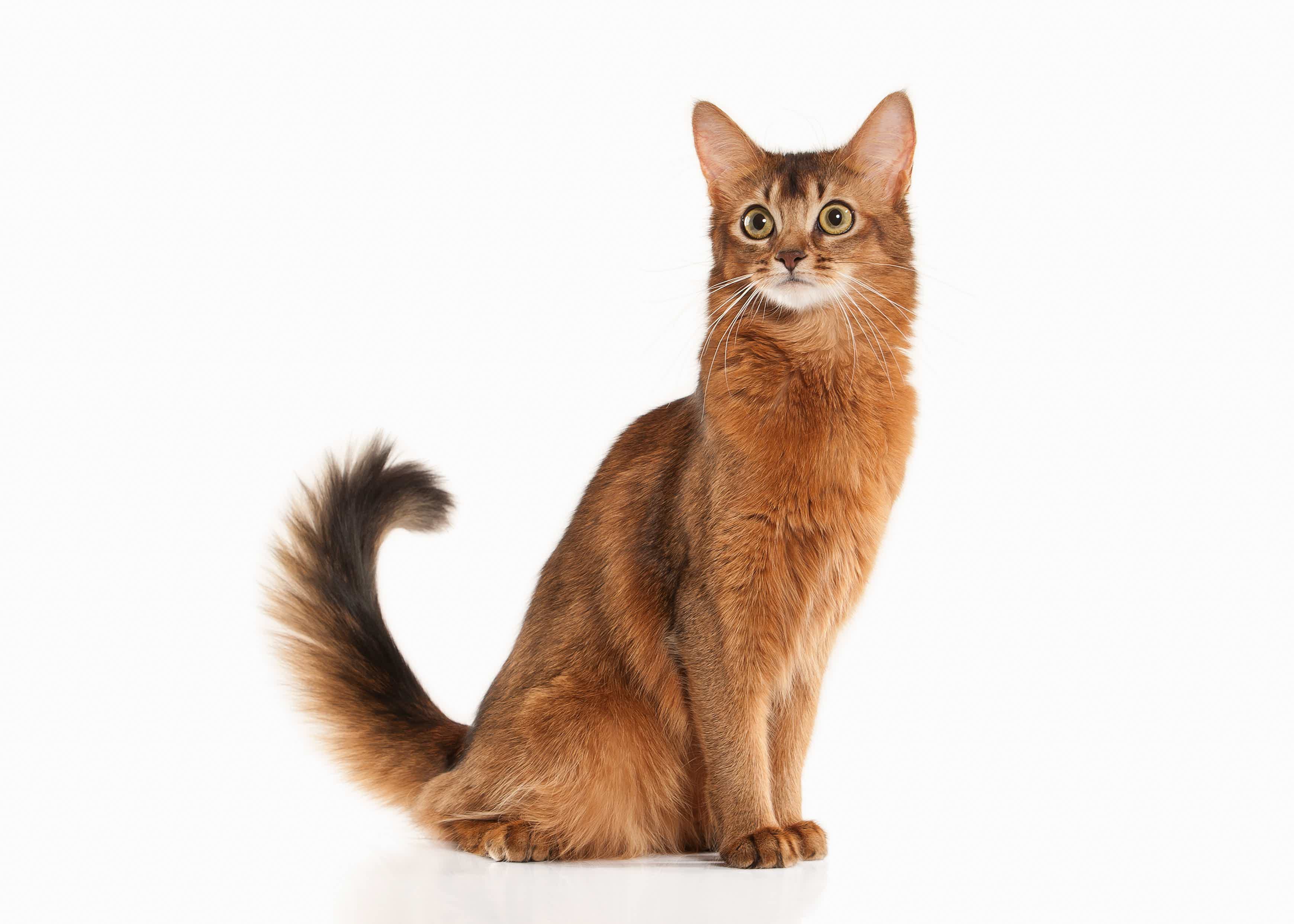 Conheça a raça de gato Somali. Fonte: Adobe Stock.