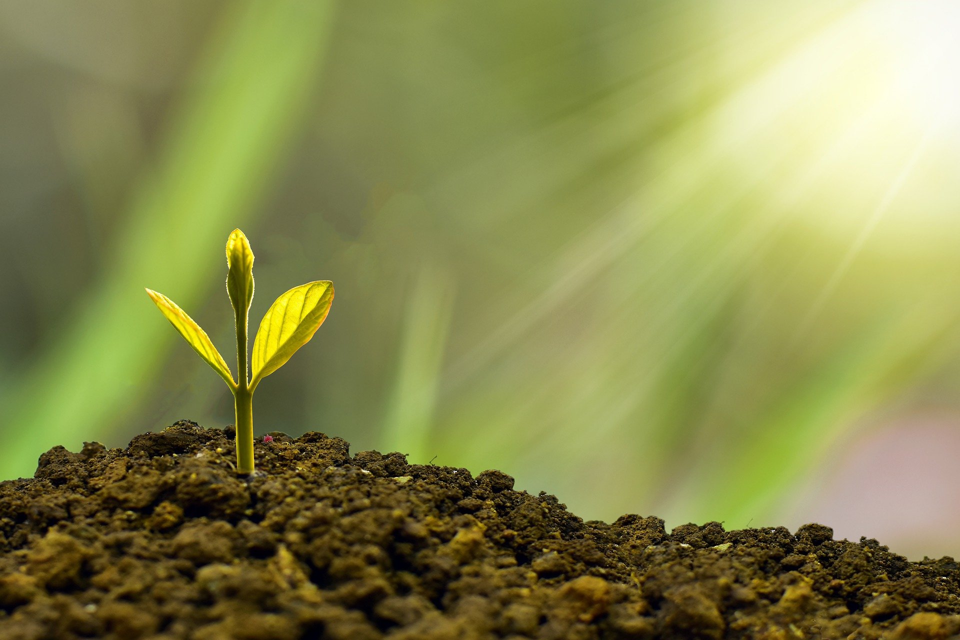 Plante a semente de seus investimentos e faça a Poupança Programada. Crédito: Pixabay / Nature Design