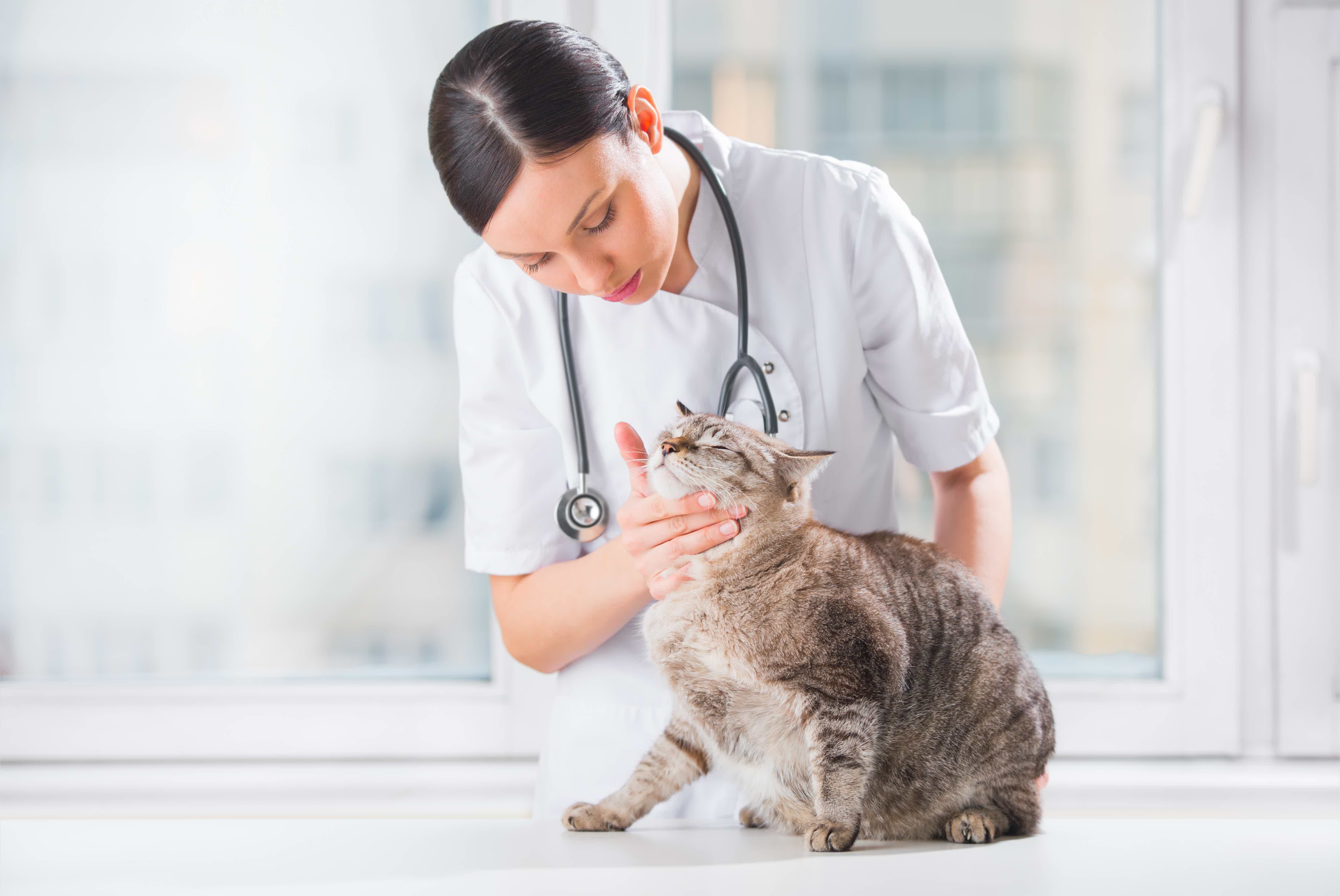 Confira tudo sobre as vacinas para gatos. Fonte: AdobeStock.