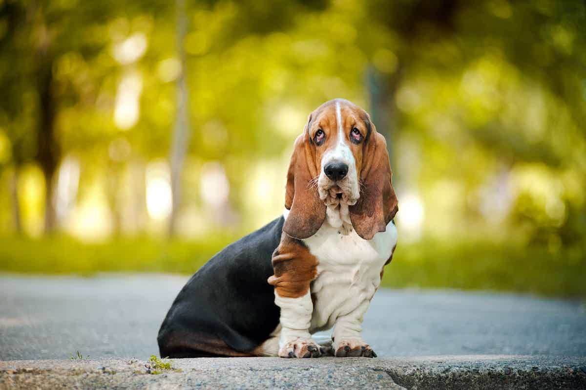 Conheça tudo sobre a raça de cachorro Basset Hound. Fonte: Adobe Stock.