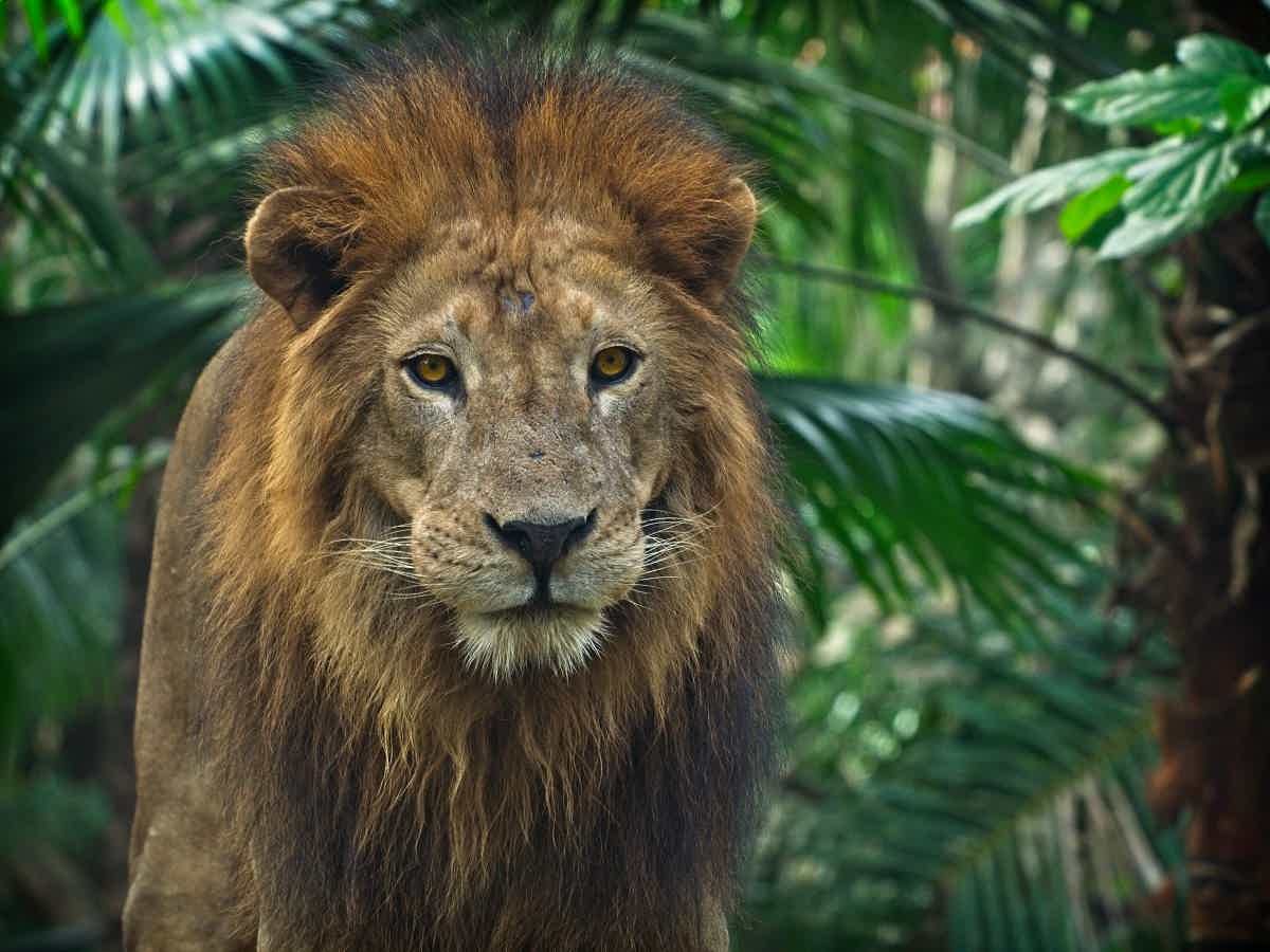 Será que o leão é o felino mais forte e perigoso do mundo? Fonte: Pexels.