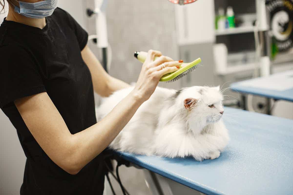 Um exame completo no veterinário é importante para a saúde do seu gato. Fonte: Pexels.
