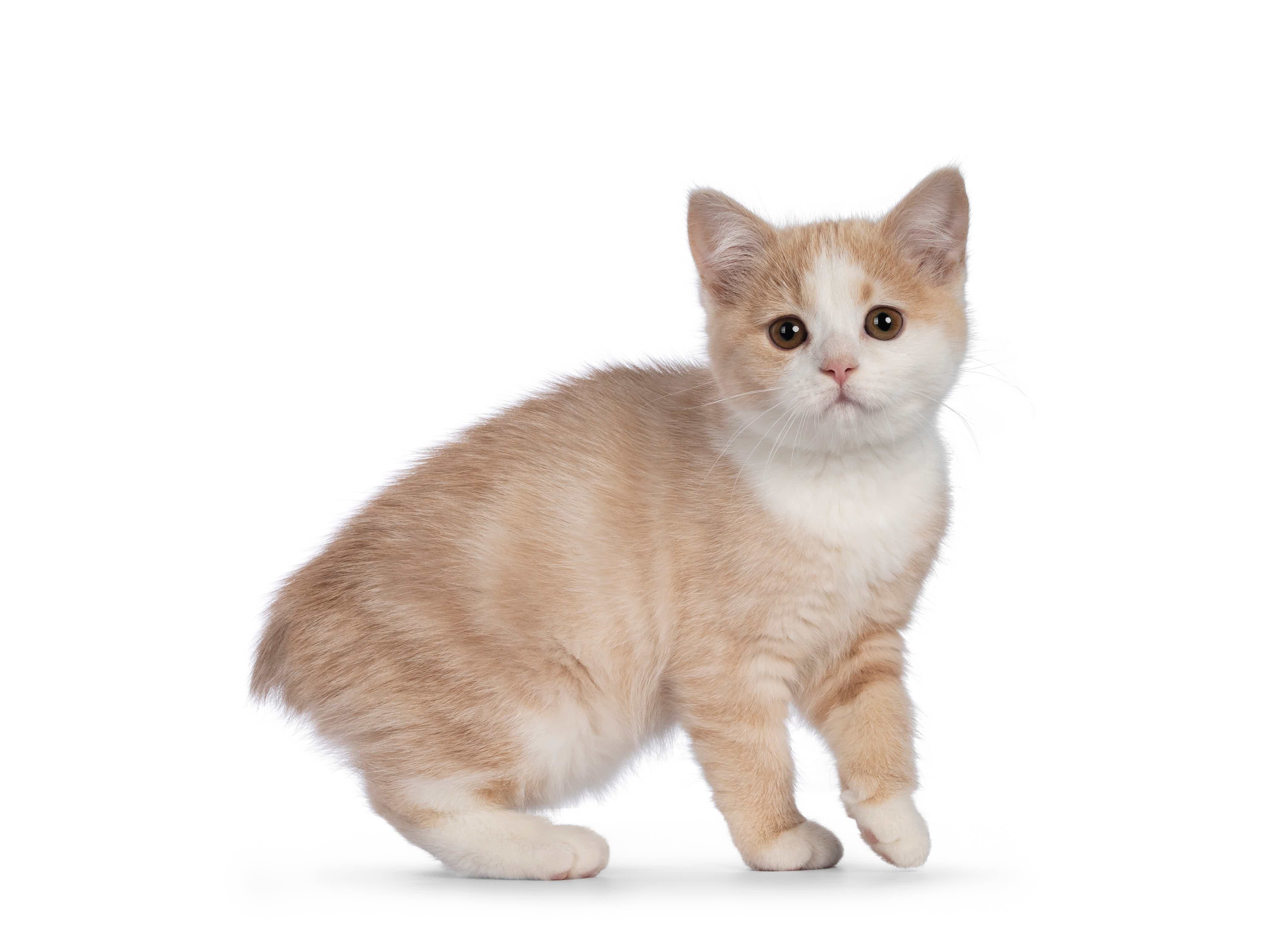 Conheça tudo sobre a raça de gato Manês. Fonte: AdobeStock.