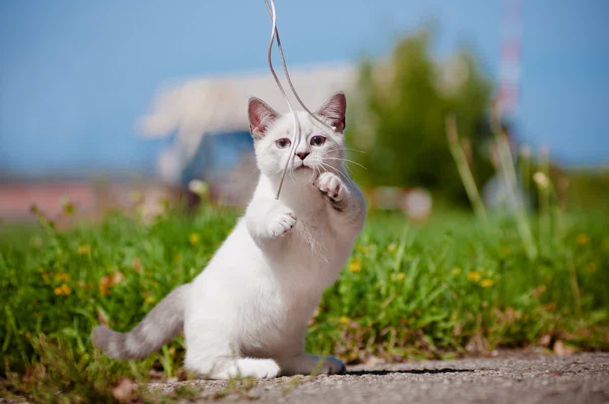Entenda mais sobre esse gato de perninhas curtas. Fonte: AdobeStock.