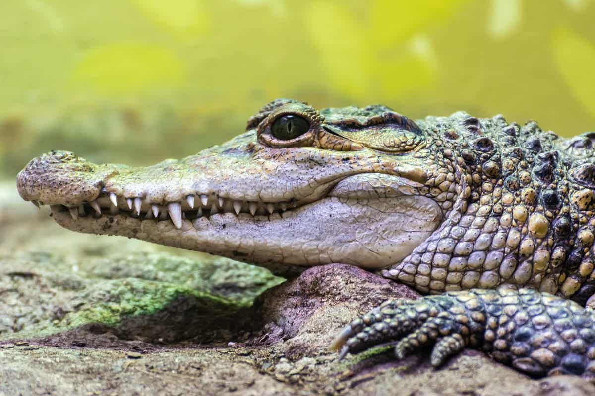 O crocodilo-filipino é um animal de tamanho médio. Fonte: AdobeStock.