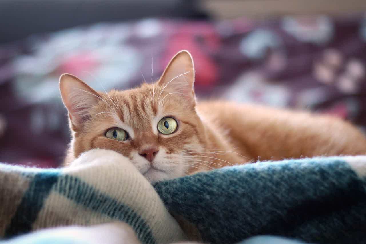 Gato deitado no cobertor