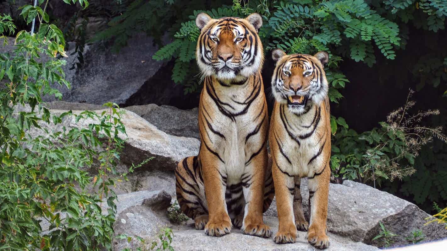 O Tigre é um animal fortíssimo e muito veloz. Fonte: Pexels.