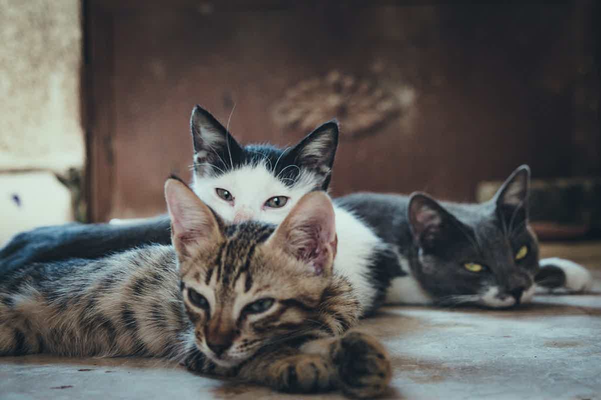 A castração de gatos é uma forma de manter a saúde dos felinos. Fonte: Pexels.