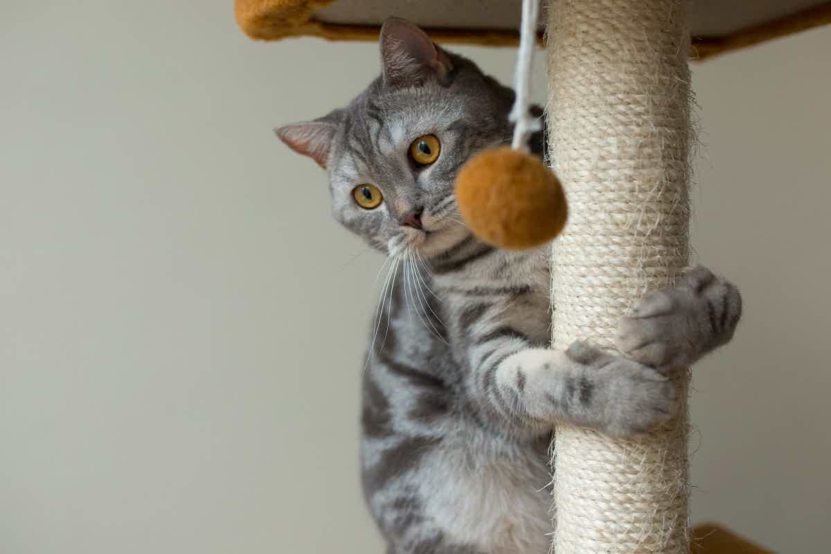 Conheça modelos inusitados para entreter o seu felino. Fonte: Freepik.