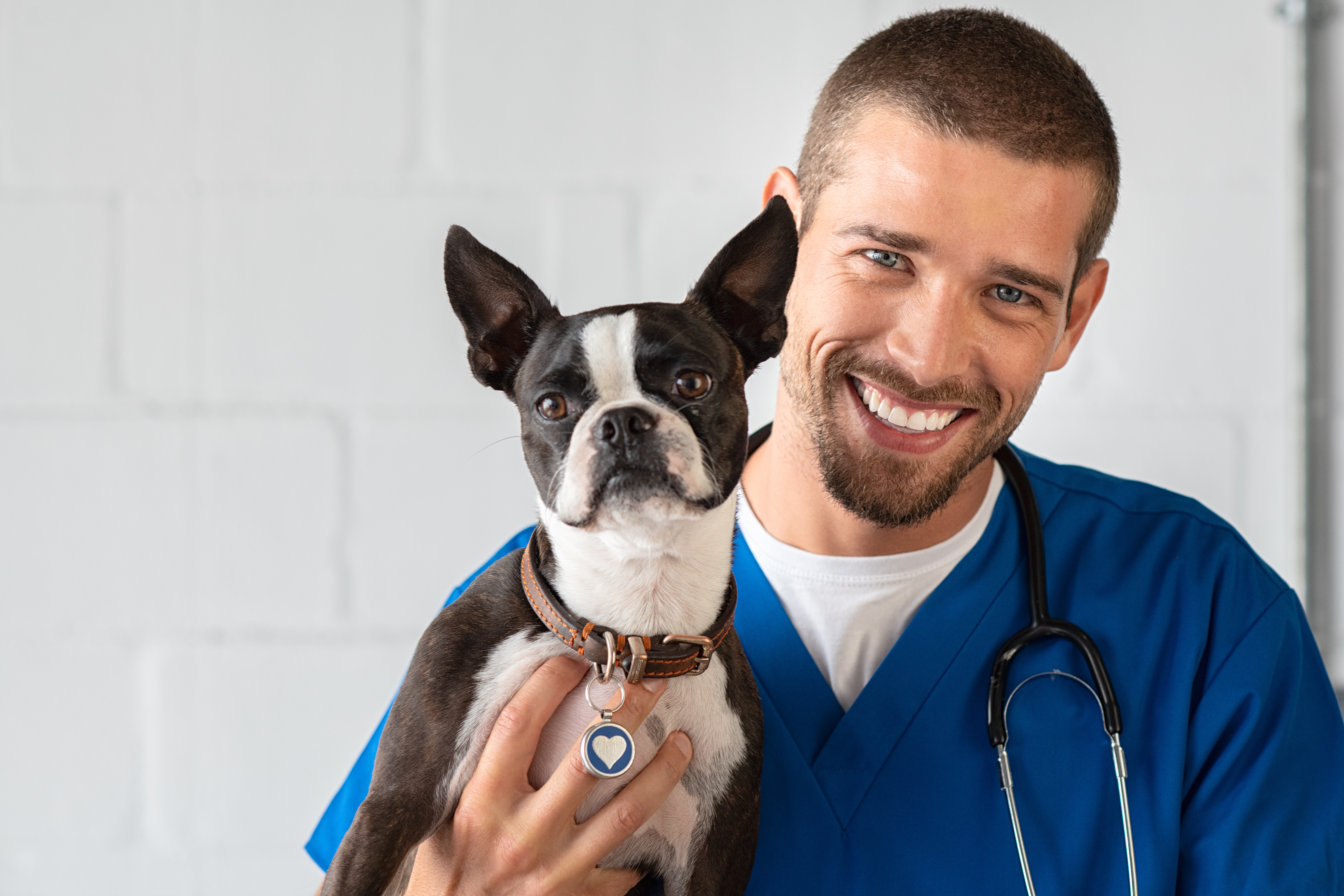Confira quais as vacinas que seu cachorro precisa tomar! Fonte: AdobeStock.