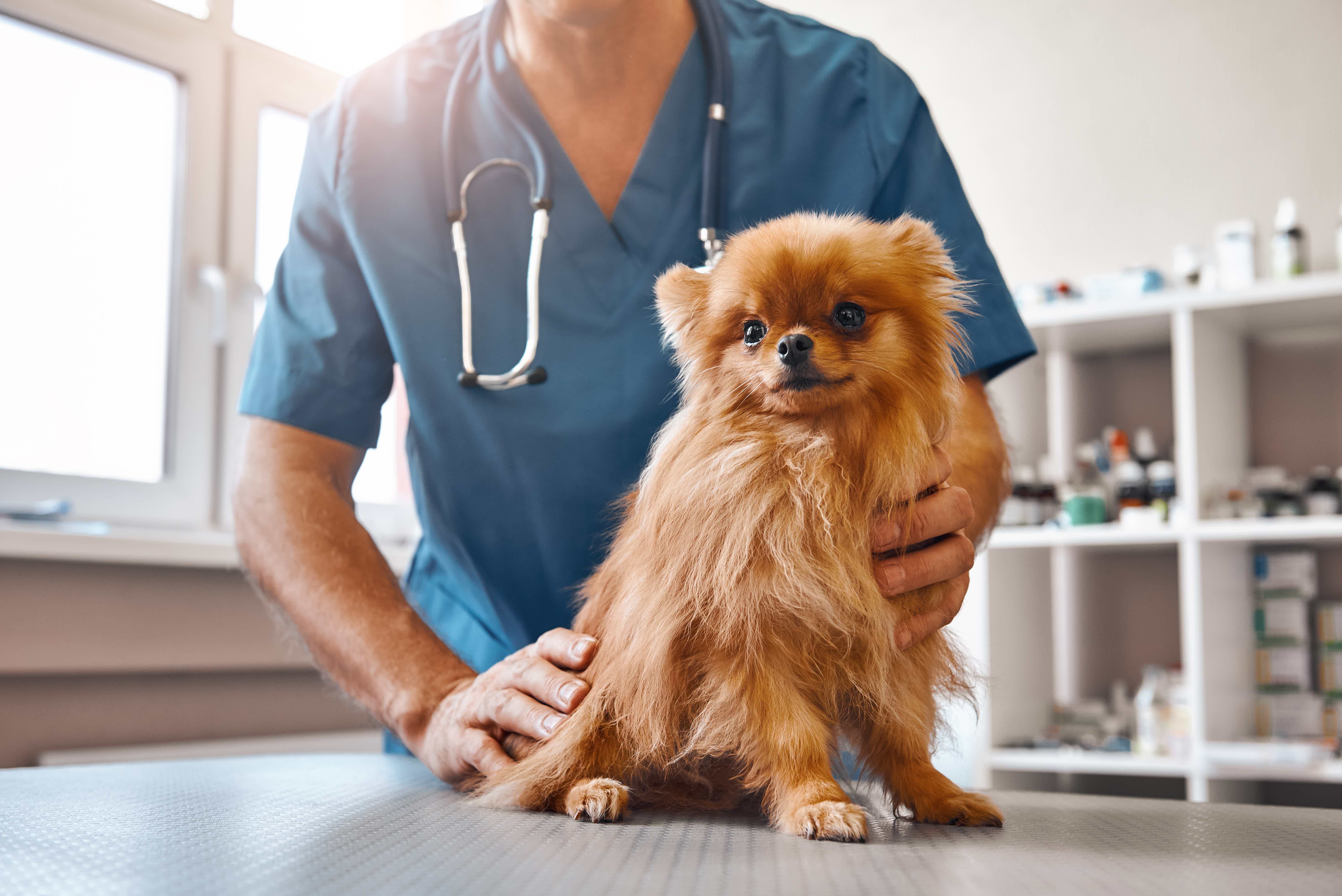 Então, confira as principais vacinas para os cachorros! Fonte: AdobeStock.