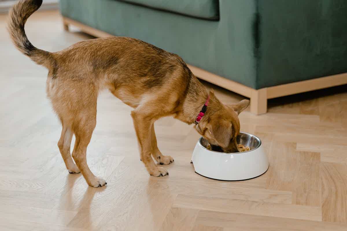 cachorro comendo ração em pote branco