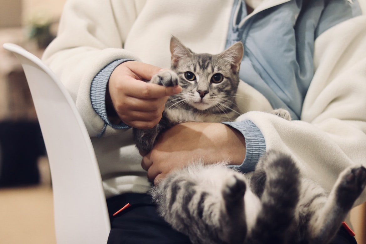 Afinal, quando deve ser a primeira visita do gato ao veterinário? Fonte: Unsplash.